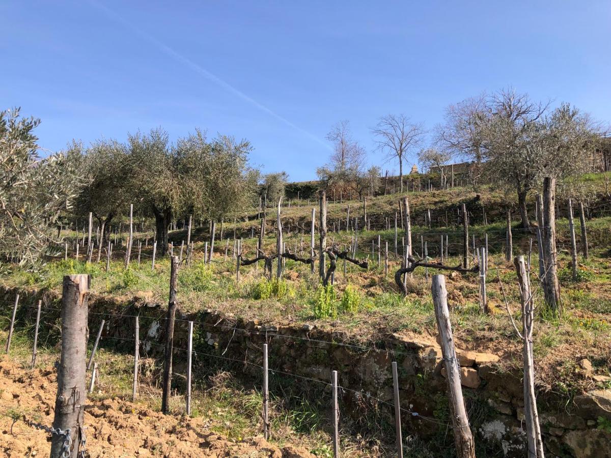 Podere Soccorso Casa Vigneto Montalcino Luaran gambar